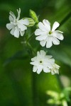 Silene latifolia ssp. alba