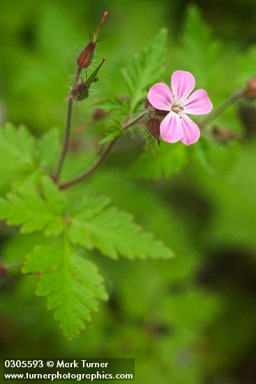 Geranium robertianum