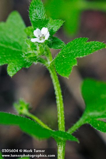 Nemophila parviflora