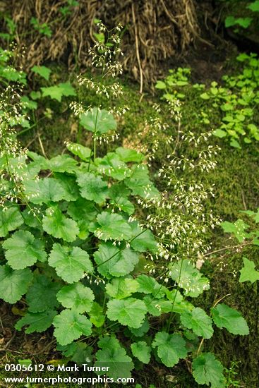 Heuchera micrantha
