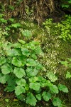 Heuchera micrantha
