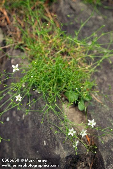 Minuartia rubella (Arenaria rubella)