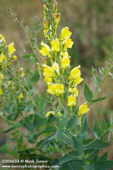 Linaria dalmatica