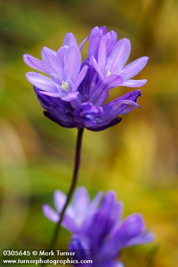 Dichelostemma congestum