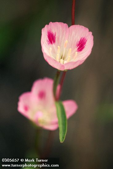 Clarkia amoena