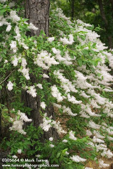 Ceanothus integerrimus