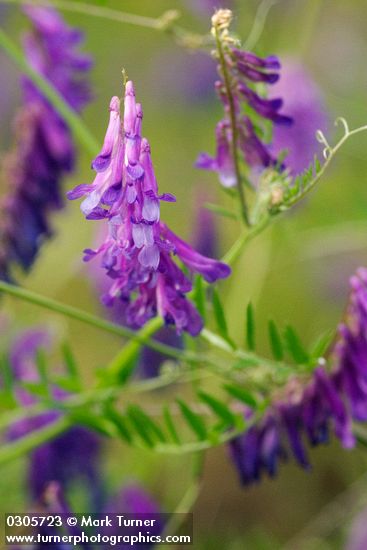 Vicia villosa