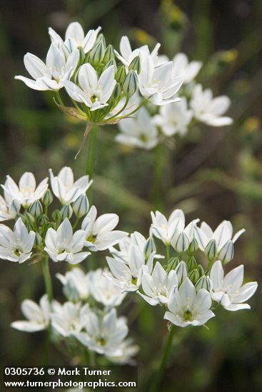 Triteleia hyacinthina