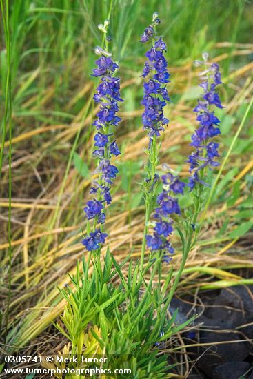 Delphinium burkei
