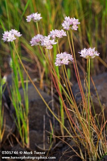 Allium amplectens