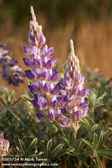Lupinus lepidus</em> var. <em>aridus