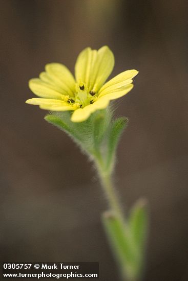 Madia citriodora