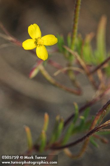 Camissonia contorta (Oenothera contorta)