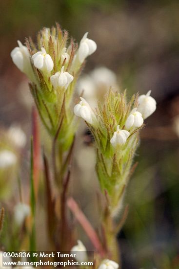 Castilleja tenuis