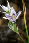 Calochortus lyallii