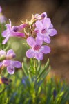 Penstemon gairdneri