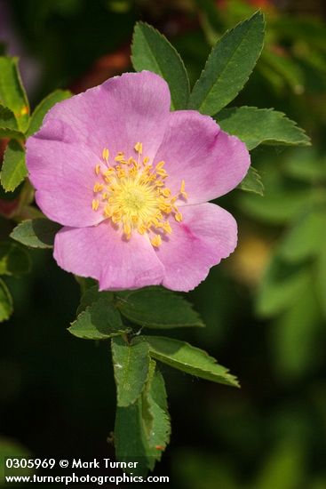 Rosa woodsii</em> var. <em>ultramontana