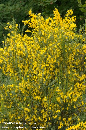 Cytisus scoparius