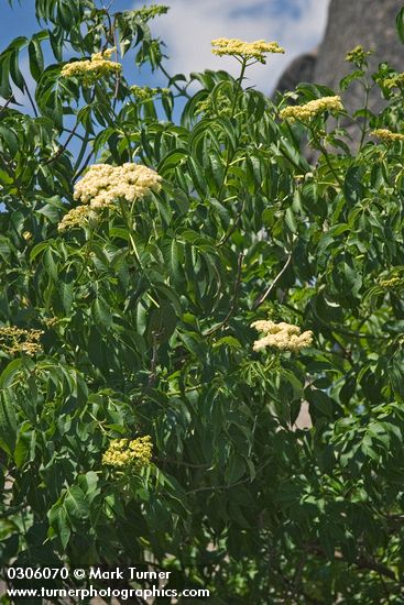 Sambucus nigra</em> ssp. <em>cerulea