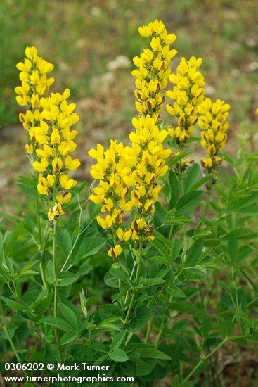 Thermopsis montana
