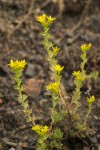 Sedum stenopetalum