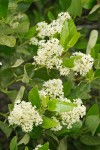 Ceanothus velutinus