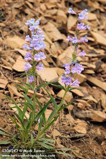 Penstemon speciosus