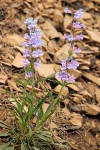 Penstemon speciosus