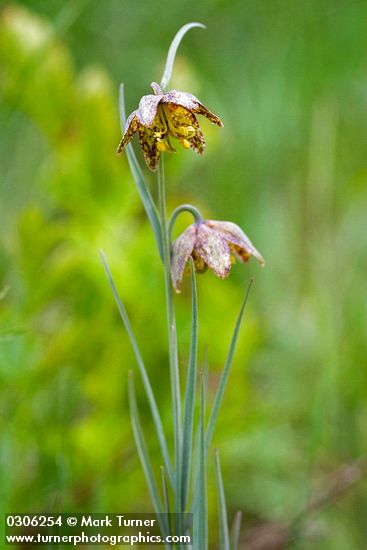 Fritillaria atropurpurea