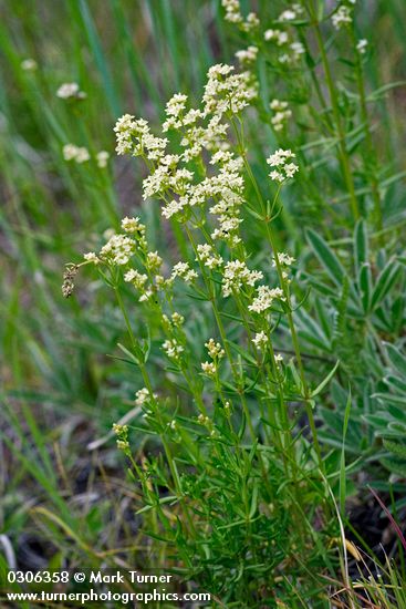 Galium boreale