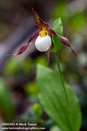 Cypripedium montanum
