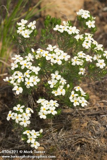 Linanthus nuttallii