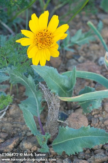 Balsamorhiza serrata