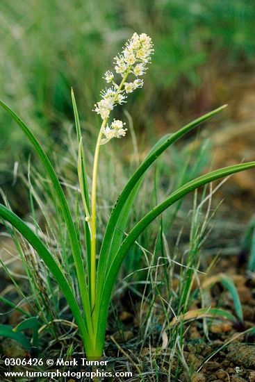 Zigadenus paniculatus