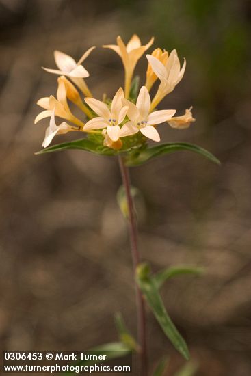 Collomia grandiflora