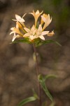 Collomia grandiflora