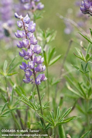 Lupinus caudatus