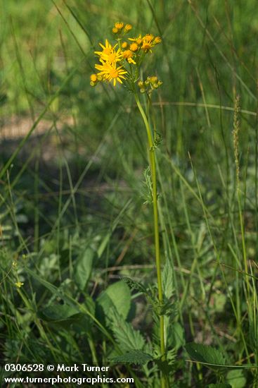 Packera pseudaurea var. pseudaurea (Senecio pseudaureus)