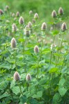 Agastache urticifolia