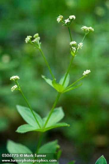 Galium oreganum