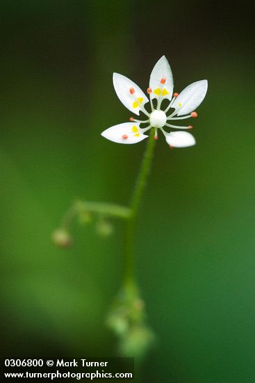 Saxifraga ferruginea