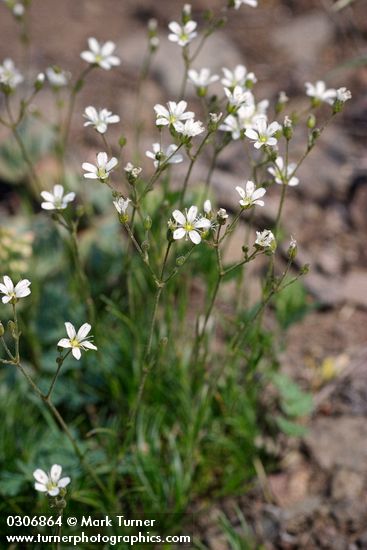 Arenaria capillaris