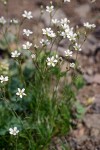 Arenaria capillaris