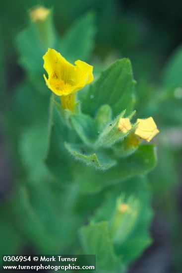 Mimulus moschatus