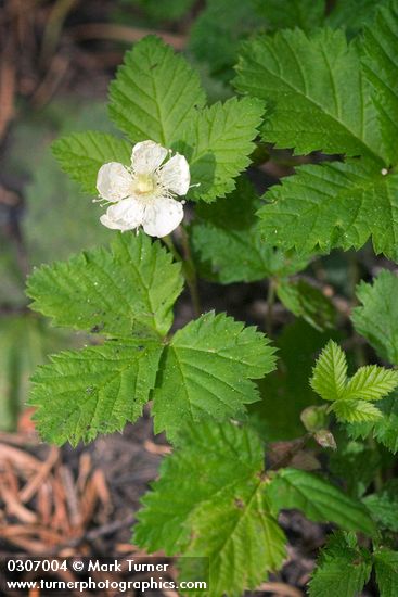 Rubus lasiococcus