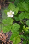 Rubus lasiococcus