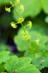 Mitella caulescens