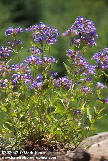 Penstemon serrulatus