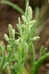 Salicornia virginica