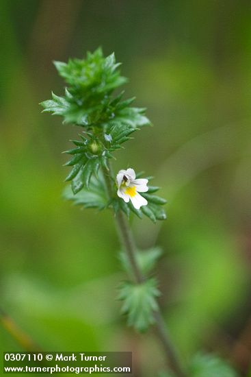 Euphrasia nemorosa